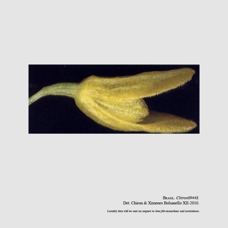 Pabstiella biriricensis